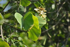 Bauhinia vahlii
